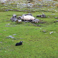 Ireland-0543-Those sheep are about to get herded!